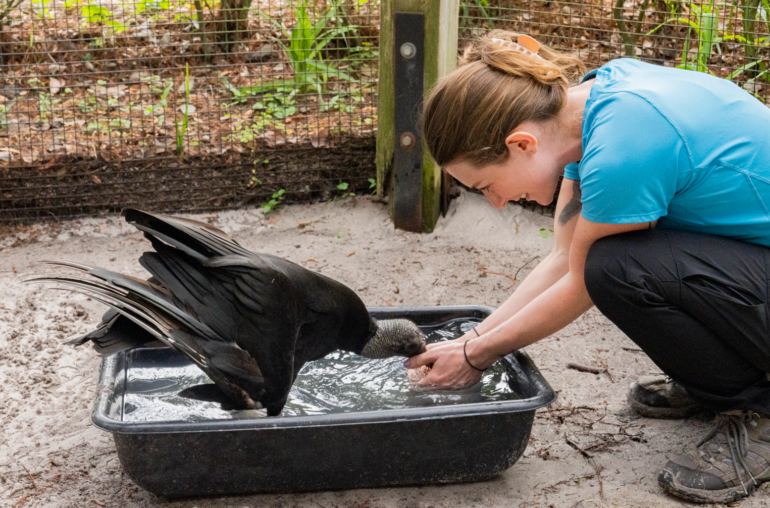 A woman splashes her hands in a tub of water where a Black Vulture is dipping its beak.